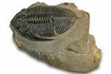 Zlichovaspis Trilobite - Atchana, Morocco #260368-3